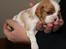 Cavalier king charles spaniel Marskens Nova 