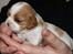 Cavalier king charles spaniel Marskens Nova 