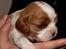 Cavalier king charles spaniel Marskens Nova 