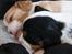 Cavalier king charles spaniel Marskens Nova 