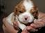 Cavalier king charles spaniel Marskens Nova 