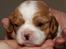 Cavalier king charles spaniel Marskens Nova 