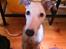 Whippet Snif - Det ansigt dér, det er uimodståligt :D
