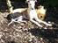 Whippet Snif - Det er dejligt at ligge i ''mormor & morfars'' have og sole sig.