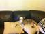 Whippet Snif - Sofadyr ;)!