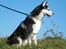 Siberian husky Tayson - på røsnæs i kalundborg. 6 måneder gammel