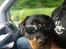 Blanding af racer Babe - Seje hund