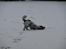 Field spaniel Apache Blue Magic, Figo!