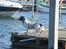 Field spaniel Apache Blue Magic, Figo!