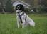 Field spaniel Apache Blue Magic, Figo!
