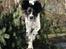 Field spaniel Apache Blue Magic, Figo!