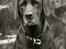 Labrador retriever                     Freja - Freja 7 år