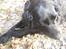 Flat coated retriever Freja
