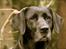 Labrador retriever                     Freja