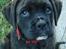 Blanding af racer Ronja<3 - !# Ronja muus