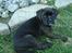Blanding af racer Ronja<3 - 2# Ronja 