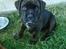 Blanding af racer Ronja<3 - 3# en baaabe