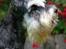 Dvaergschnauzer Nida