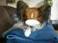 Papillon Gallinas Ninja (Liam) - "Neeeeej, ikke mere"