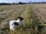 Papillon Gallinas Ninja (Liam) - Liam i fuld gallop over marken.