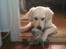 Golden retriever Karla - Jeg leger lige med in bamse der hedder Putti.<3
