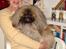 Pekingeser "Mo-Li-Shou" - Her er jeg sammen med min menneske-mor!