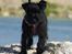 Dvaergschnauzer Sváva's Hazel - Tzefira