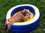 Engelsk bulldog R.I.P Emma