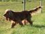 Cocker spaniel Cindy - Cindy i rette element :) foto ; Mig