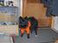 Blanding af racer Lucky 