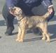 Border terrier Dalshøj´s Ellis ( Bell ) kaaret til herning som Da