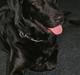 Labrador retriever malou