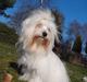 Coton de tulear Lily