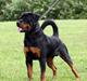 Rottweiler Heitahs Uno