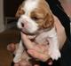Cavalier king charles spaniel Marskens Nova 