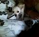 Chihuahua nanna