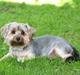 Yorkshire terrier rosa