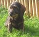 Gravhund Ludvig