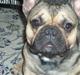 Fransk bulldog Carlo