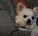 Chihuahua Miley