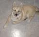 Norsk buhund Akita *Himmel hund*