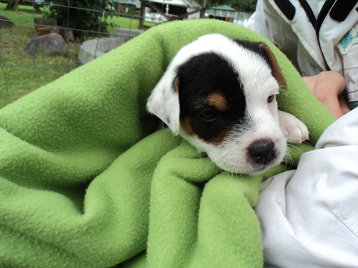 Jack russell terrier Tjalfe. - Lille bitte hos opdrætter. billede 1