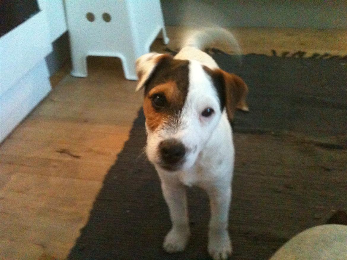 Jack russell terrier Tjalfe. - Står lige i køkkenet, ja og logre, jeg er evigglad. billede 2