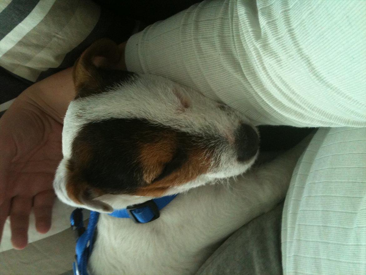 Jack russell terrier Tjalfe. - Og træt, at putte er lige mig. billede 3
