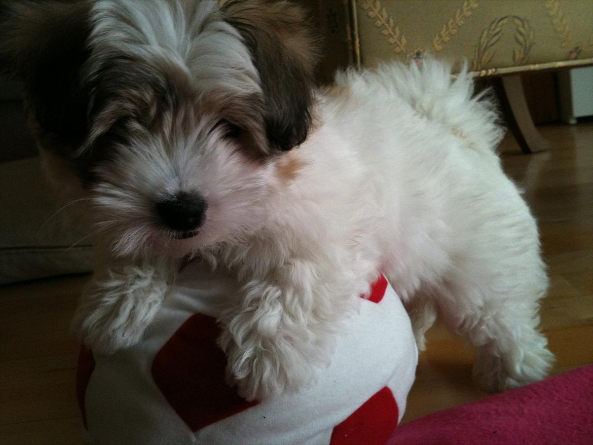 Coton de tulear Sille billede 9