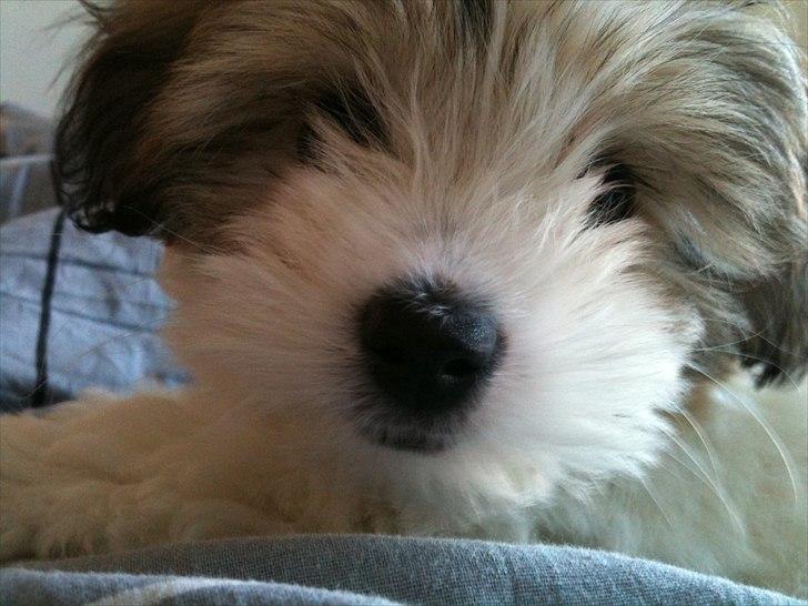 Coton de tulear Sille billede 4