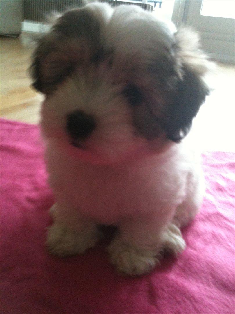 Coton de tulear Sille billede 14