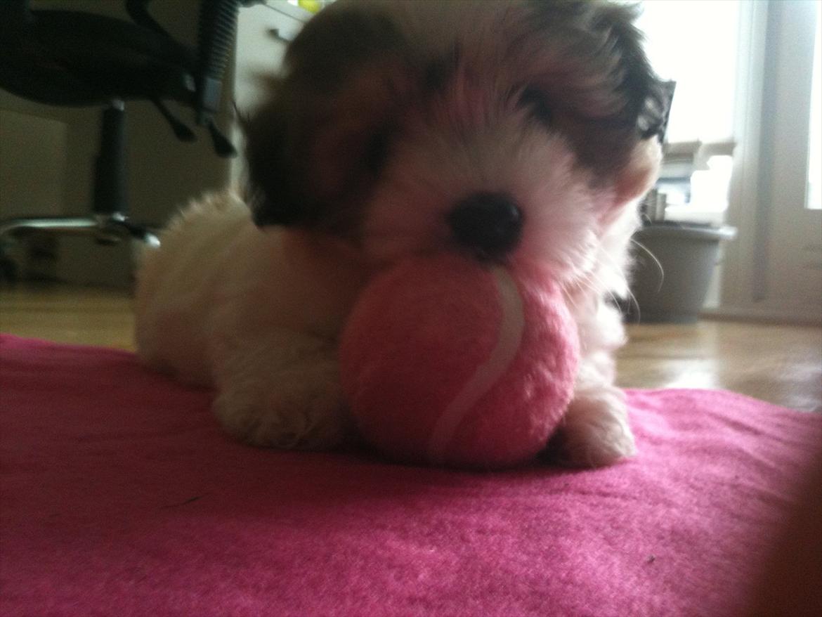 Coton de tulear Sille billede 15