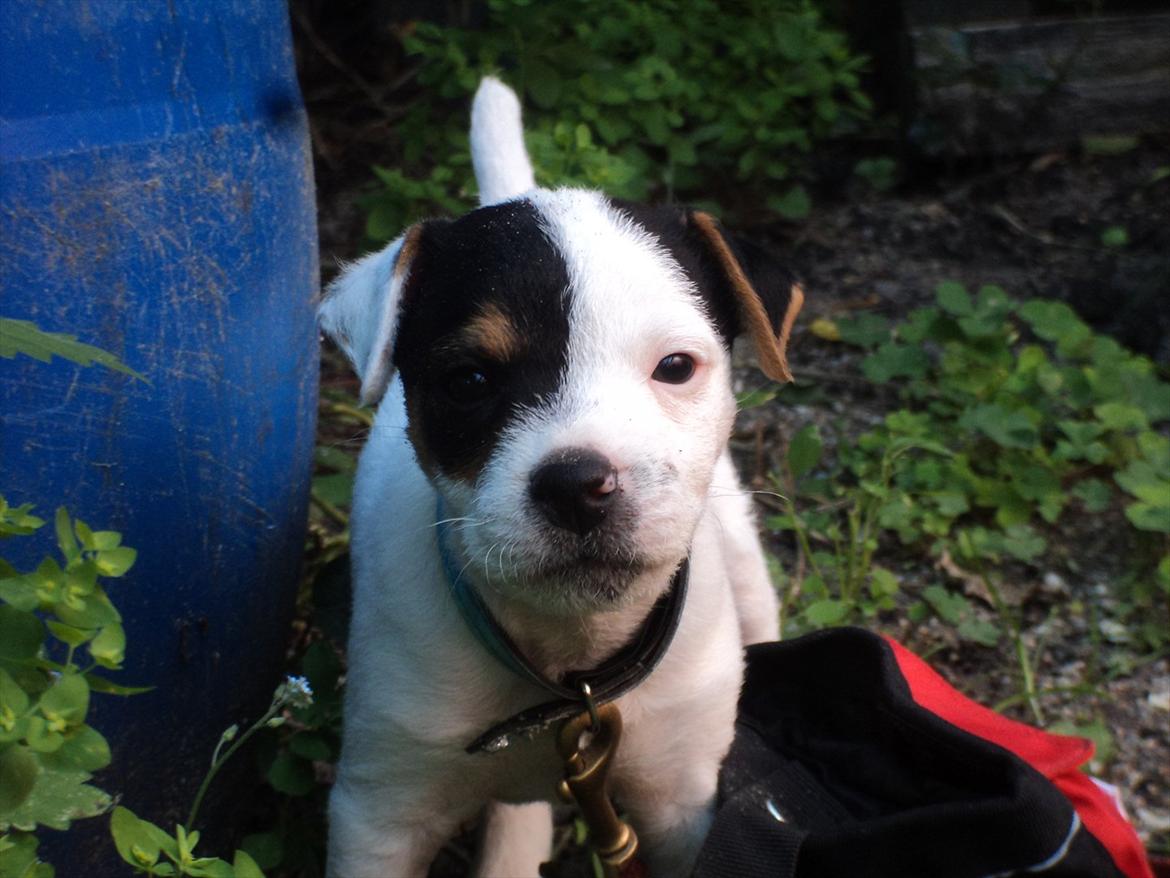 Jack russell terrier Tjalfe. - Lille vaps.. billede 4