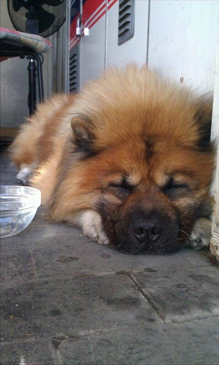 Chow chow Lucky billede 1
